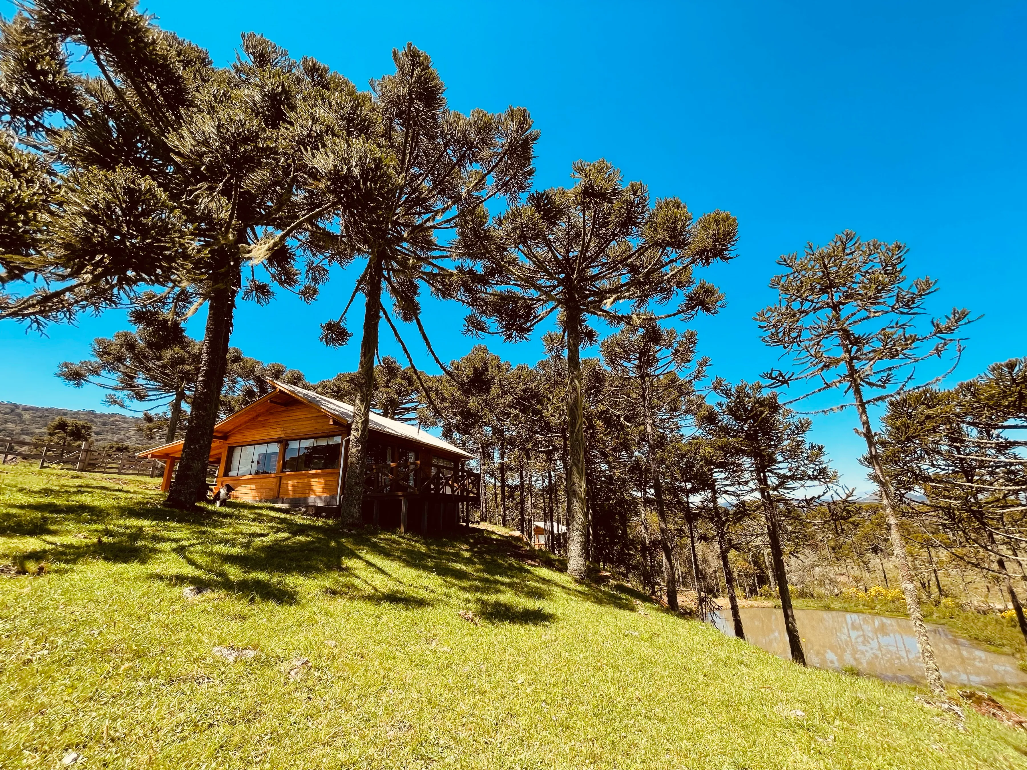 Cabana de madeira entre araucárias na Fazenda Santa Rita