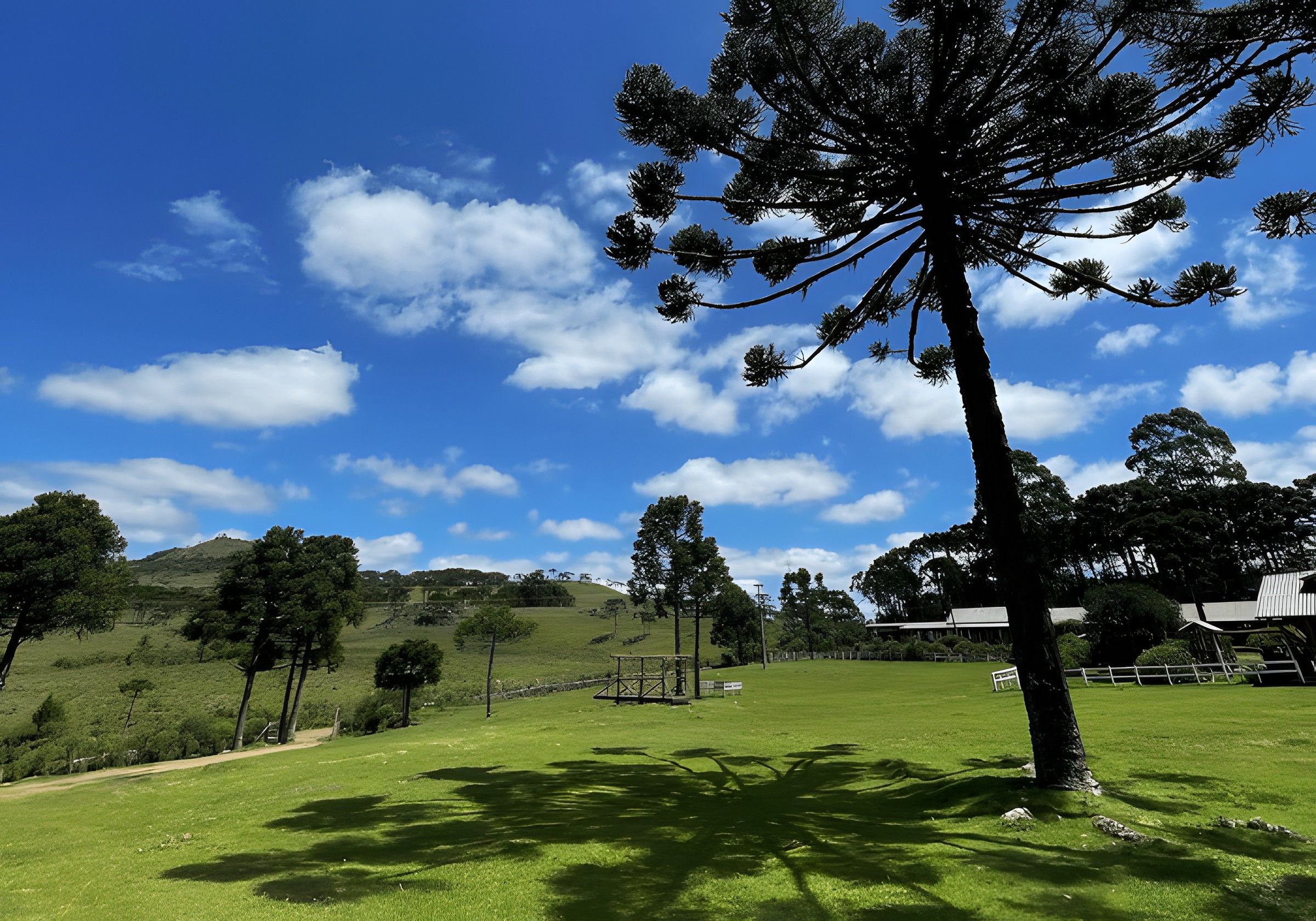 Campo verde com araucárias e céu azul na Fazenda Santa Rita