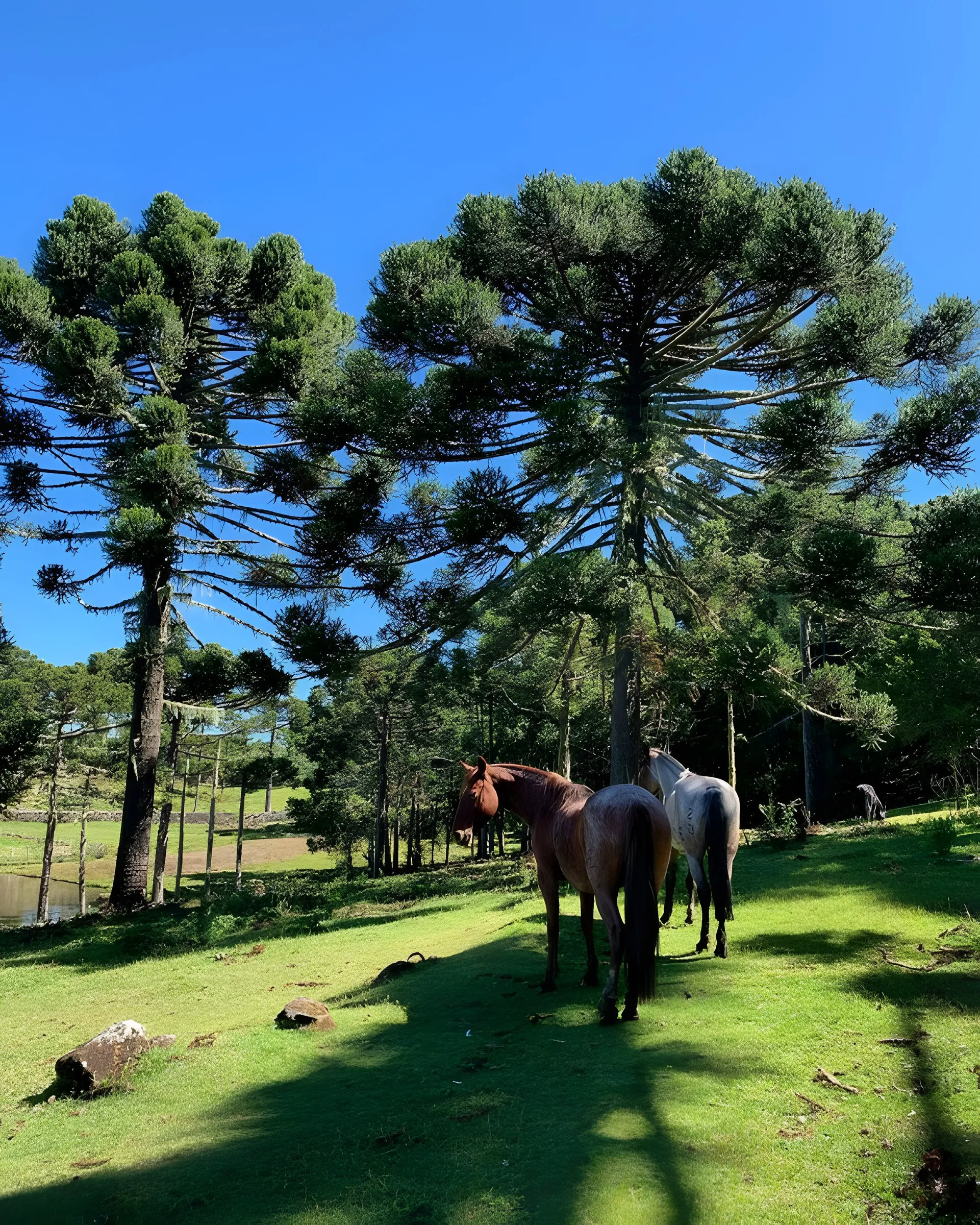 Cavalos pastando sob as araucárias