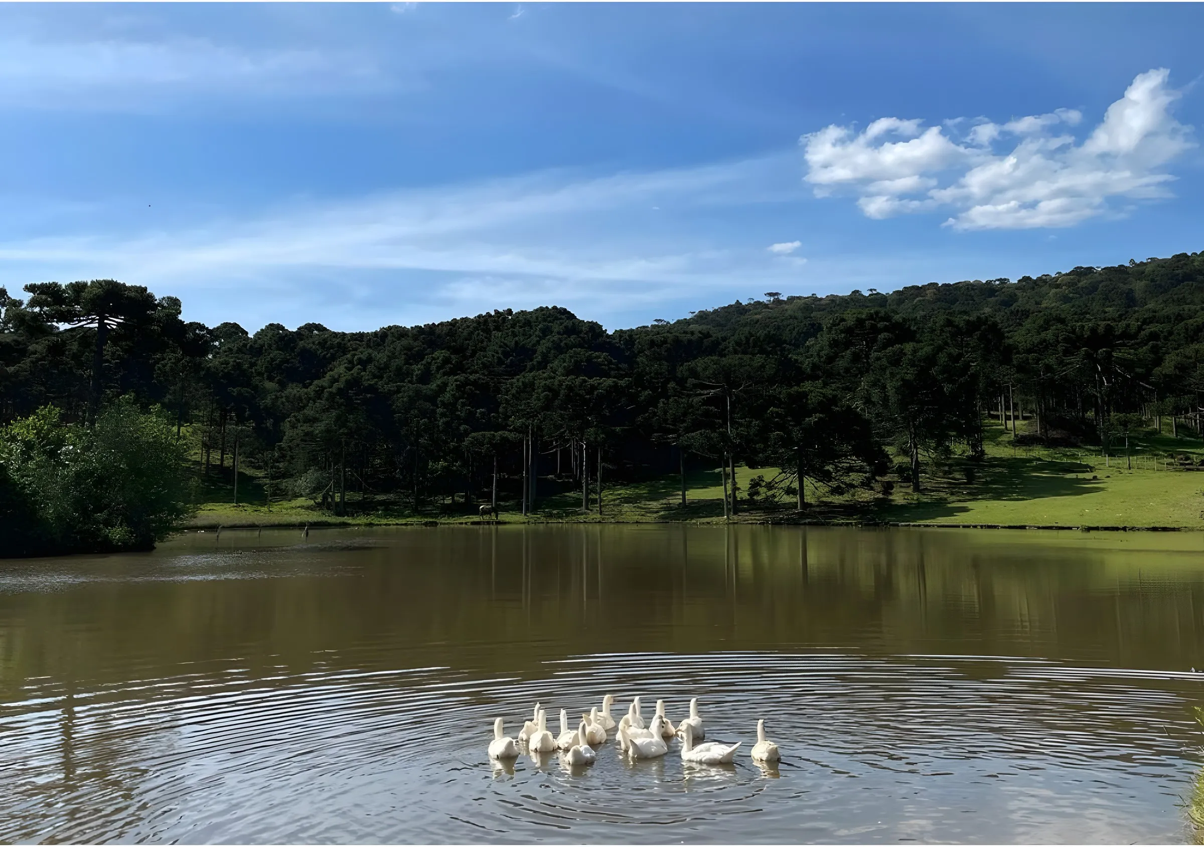 Patos nadando no lago da fazenda