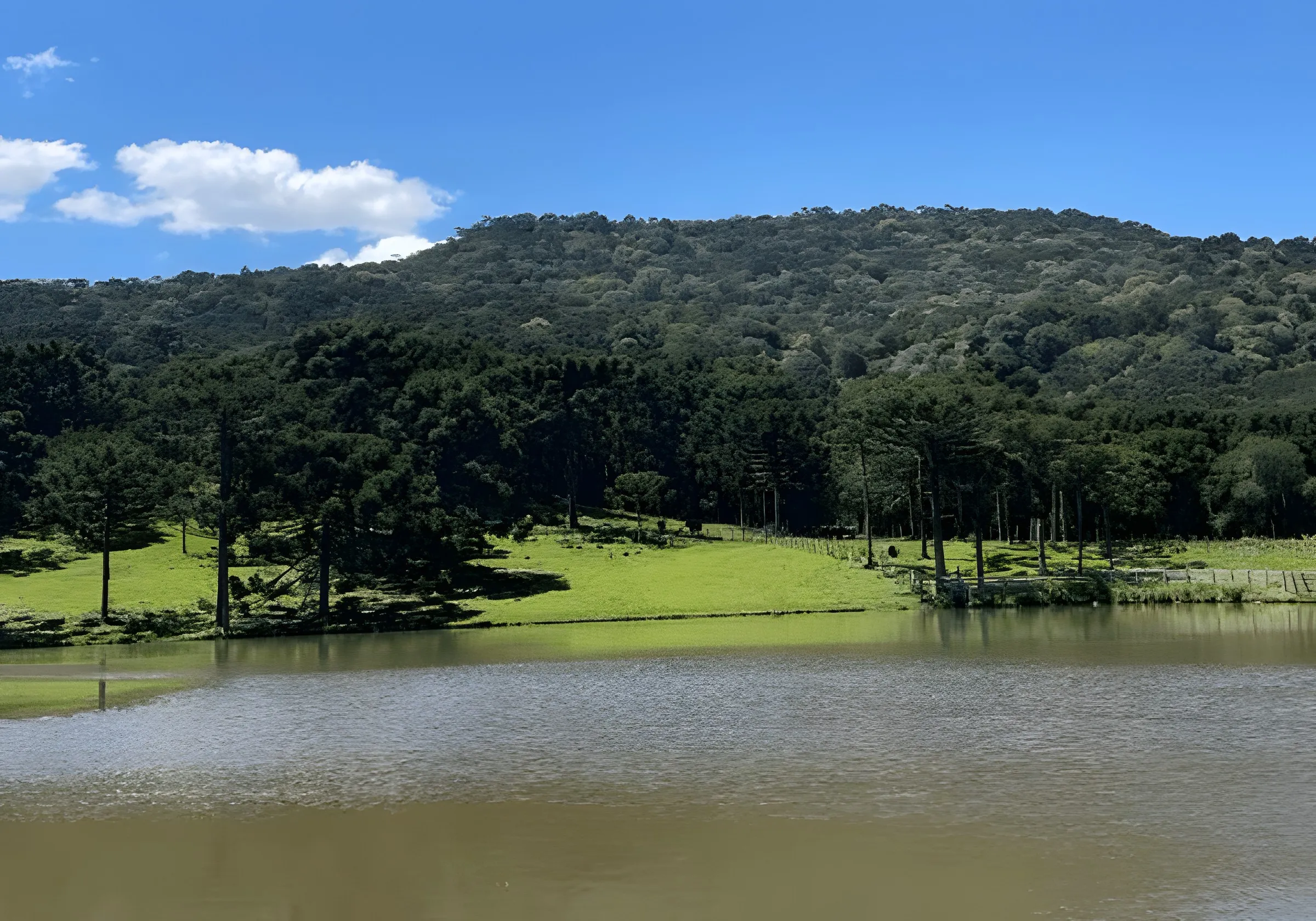 Lago da fazenda com a mata de araucárias ao fundo